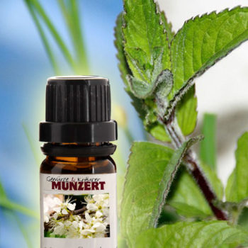 Ätherisches Öl Pfefferminze von Gewürzversand Munzert